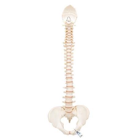 3B SCIENTIFIC BONElike Spine - w/ 3B Smart Anatomy 1000157